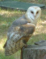 Landing Barn Owl