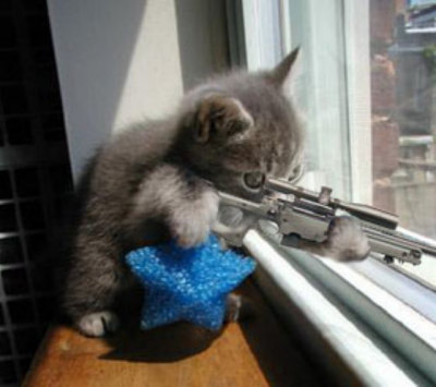 Cute Kitten with Gun