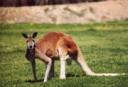 red roo picture