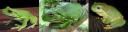 Australian Green Tree Frogs image