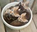 Cats in a Bowl