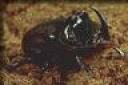 Scarabaeidae Beetle