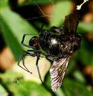 Black Widow Spider Caught Bee